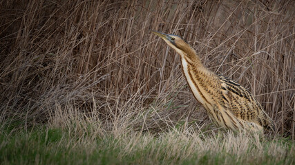 Bittern