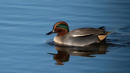 Wigeon