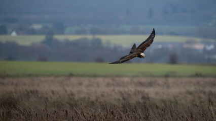 Marsh Harrier