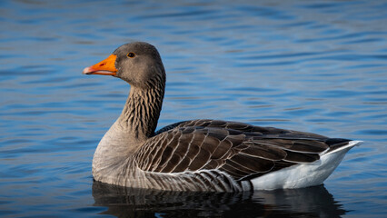 Greylag Goose