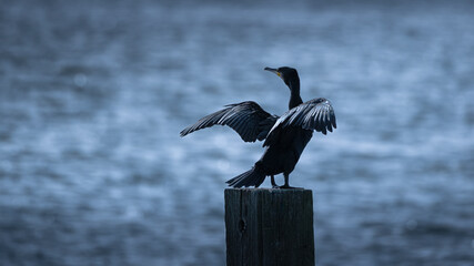 Cormorant