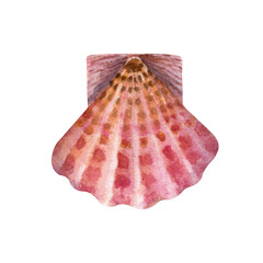 Watercolor pink scallop isolated on a white background.