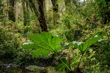 Nalca Pflanze (Gunnera tinctoria Mirb.) in Regenwald, Nationalpark Pumalin, Chile, Südamerika