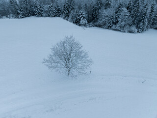 Aerial view of single snow covered tree in winter.