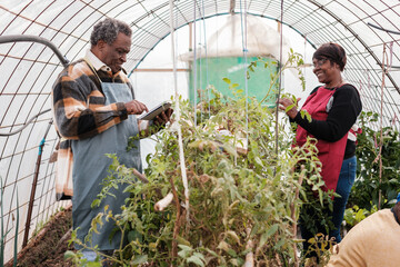 Two small agricultural businessmen checking the state of the greenhouse using technology