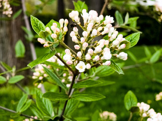 Fototapeta premium Flowers of a leatherleaf viburnum, Viburnum rhytidophyllum