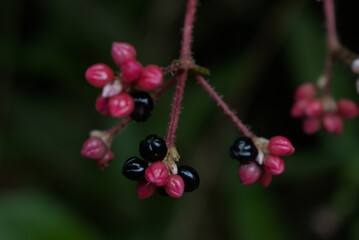 Chinese Knotweed flowers on green leaves