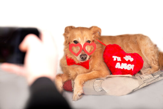 Hands out of focus taking a photo on the phone.Funny dog with a bowtie of a waiter with a fur heart wearing heart-shaped glasses.Festive dog clothes.Golden Retriever as a gift. Photographing pets