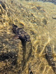 curious fish