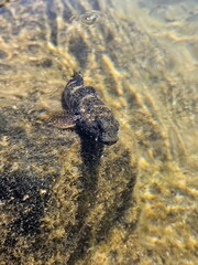 curious fish
