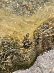 curious fish