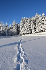 Fototapeta na wymiar Footprints in the snow, Sainte-Apolline, Québec, Canada