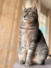 Obraz premium cat sitting looking outside