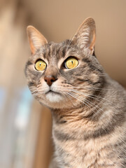 Obraz premium cat's eyes