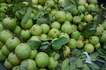 bunch of guava on the street market in delhi india