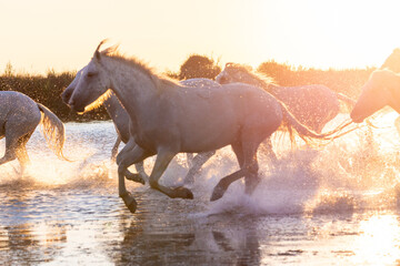 White Camargue Horses are running along the water