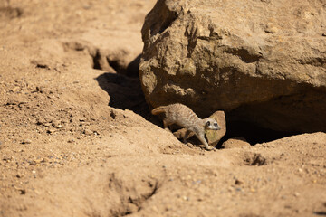 meerkat in the sand