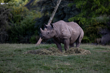 rhino in the wild