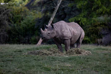 Foto op Plexiglas rhino in the wild © David