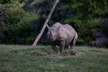 Fototapeta premium rhino in the wild