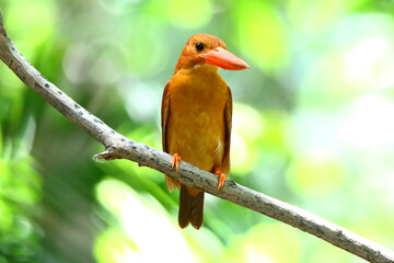 Ruddy Kingfisher
