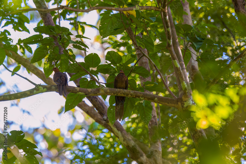 Wall mural andaman cuckoo-dove (macropygia rufipennis) at south andaman, india