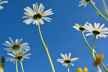 Daisies from below with blue sky