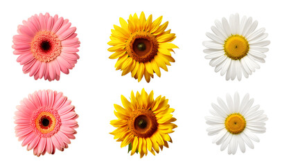 Selection of colorful flowers: pink gerbera, Yellow Sunflower, white Daisy, Isolated on Transparent Background, PNG