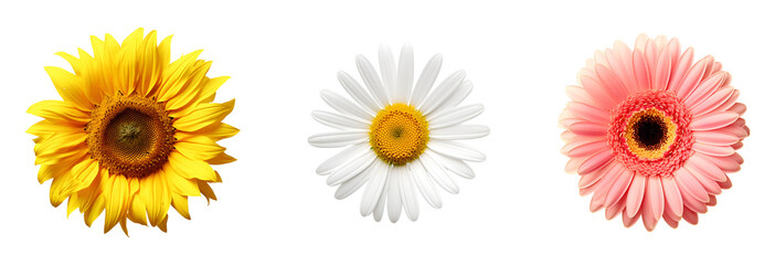 Collection of vibrant flowers: pink gerbera, Yellow Sunflower, white Daisy, Isolated on Transparent Background, PNG