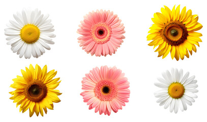 Group of vivid blossoms: pink gerbera, Yellow Sunflower, white Daisy, Isolated on Transparent Background, PNG