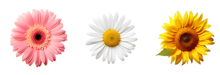 Set of lively blossoms: pink gerbera, Yellow Sunflower, white Daisy, Isolated on Transparent Background, PNG