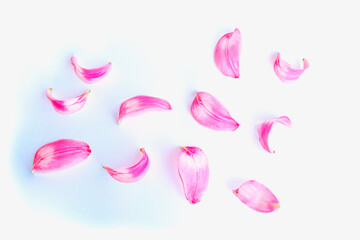 Petals pink lilies. Natural floral background. Blurred.