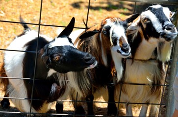 Funny goats looking through a fence at farm