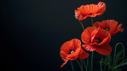 Poppies blooming in beautiful, colorful colors on a black background..​