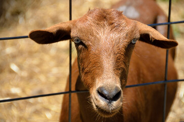 Cute brown goat looking through a fence for food.