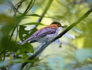 Chestnut Bulbul, Hemixos castanonotus