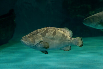 Giant grouper. a large saltwater fish of the grouper family found in the eastern as well as western...
