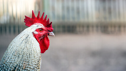 Portrait of a rooster in the henhouse. Selective focus. - 716790637