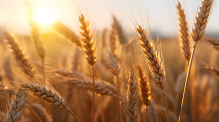 Wheat field and sunset,,
Ears of golden wheat on the field at sunset Nature background - obrazy, fototapety, plakaty