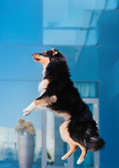 Jumping Sheltie dog. Energetic Dog Leaping in Front of Blue Glass Building