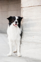 Curious Border Collie Peeking Over Wall