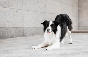 A border collie dog makes the bow command. The dog performs a trick. Dog training.