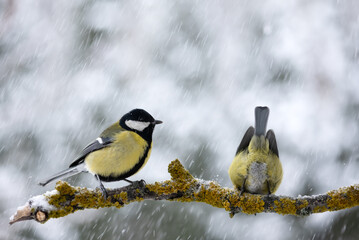 Obraz na płótnie Canvas Two tom tit birds with yellow belly on tree twig during snow falling closeup. Birds photography