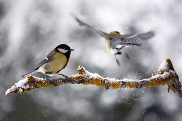 Two tom tit birds with yellow belly on tree twig during snow falling closeup. Birds photography