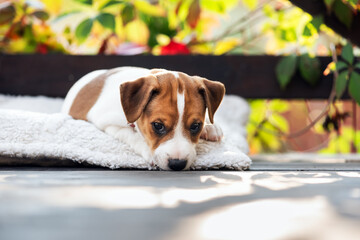 Two months old Jack russell terrier puppy with sad eyes on cozy wooden terrace close up