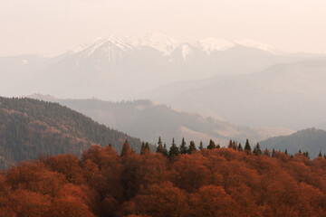 Picturesque landscape with orange autumn forest and high snow-capped mountains behind it. Carpathians, Ukraine