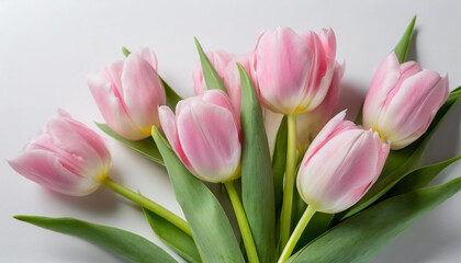 Naklejka premium A radiant bouquet of pink tulips against a white backdrop, illuminated by natural light. The composition emphasizes the delicate petals and green stems, perfect for spring-themed designs.