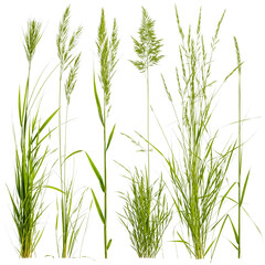 Fototapeta premium green grass PNG transparent background 