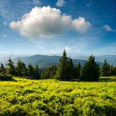 Amazing scene in summer mountains. Lush green grassy meadow and blue sky with fluffy clouds....