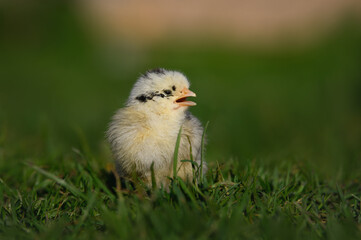 cute yellow baby chick portrait on grass in the sun